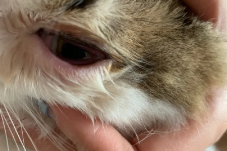 猫咪眼睑外翻红肿，如何快速有效治疗？