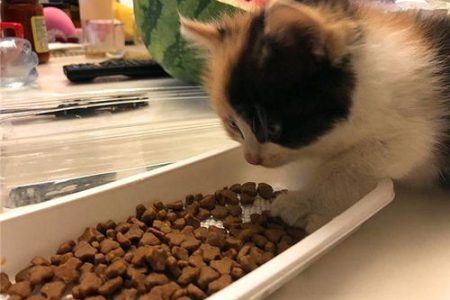 猫吃肉和猫粮，哪个能让猫咪快速发育？深度解析！