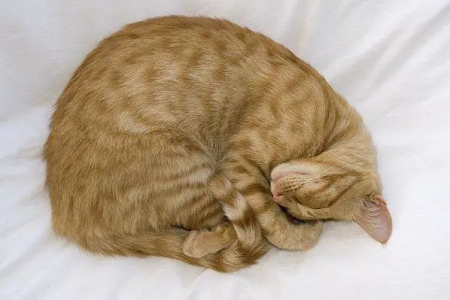 猫咪睡觉蜷成团是为什么？保暖还是安全感？