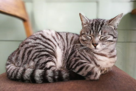 猫咪睡觉蜷成一团代表什么？安全感？还是身体不舒服？