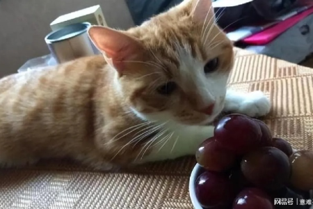猫吃葡萄会死吗？猫咪吃葡萄后急救措施是什么？