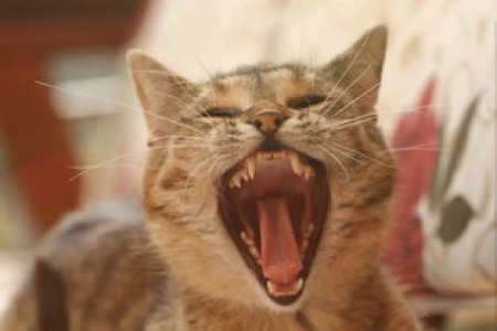 别再误解了！猫咪的视力和颜色辨别能力