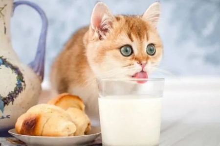 想给猫咪喝羊奶？你需要知道的这些喂养知识