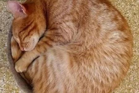 猫咪睡觉时为什么总爱蜷成一团？你了解吗？
