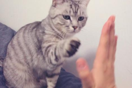 猫咪可以喝奶茶吗？奶茶对猫咪的危害有多大？