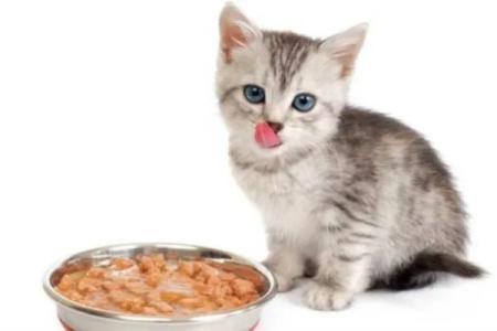 家里猫咪能吃花生米吗？小心这些喂食风险
