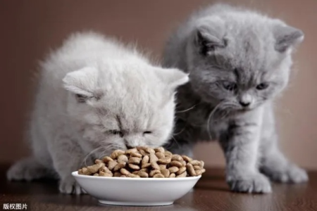 二个月小猫食量多少？猫粮喂养技巧及注意事项