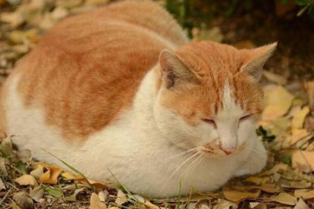 我的猫想吃栗子，可以给它吃吗？栗子对猫咪的影响