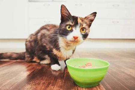 猫咪能吃猕猴桃吗？少量喂食需要注意什么？