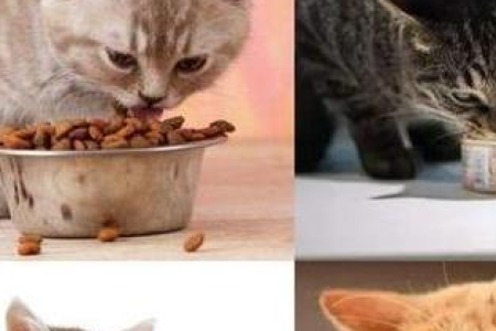 猫咪挑食怎么办？羊奶粉泡猫粮解决方法大全