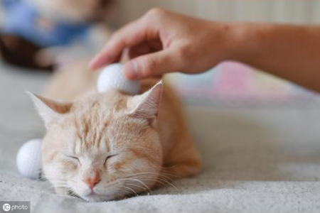 猫咪能吃蒸熟的南瓜吗？蒸南瓜对猫咪肠胃好吗？