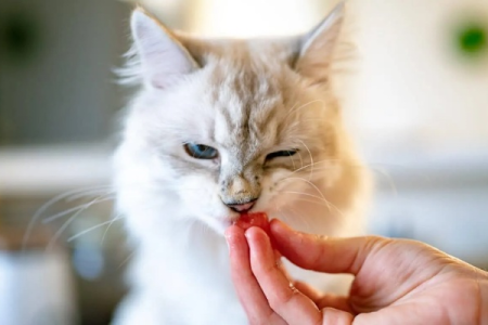 猫咪能吃火龙果吗？注意喂食量和时间！