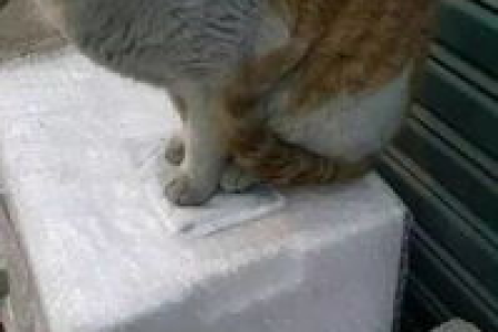 流浪猫蹭裤子，需要担心吗？教你安全处理