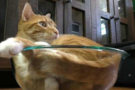 为什么猫咪可以像液体一样？揭秘猫咪是液体动物的真相！