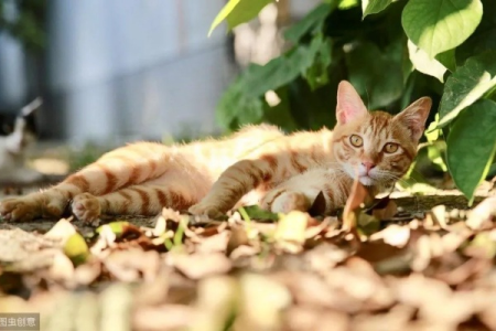 夏天猫不喜欢动是正常现象吗？教你如何应对猫咪夏季懒散