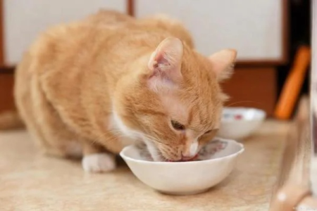 猫咪夏天食欲下降正常吗？教你如何帮助猫咪度过酷暑