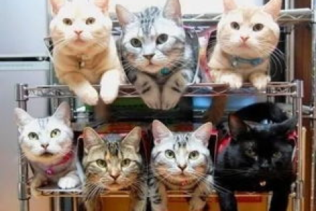 养猫养一只还是两只好？新手养猫指南，一只猫还是两只猫更适合你？