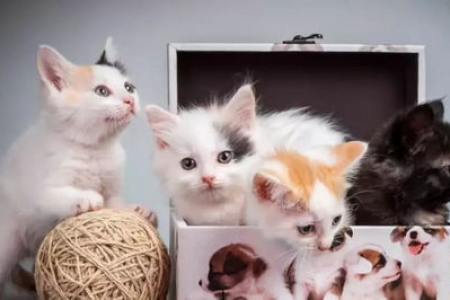 想养猫？养多大的猫比较好？三个月大猫咪是最佳选择吗？