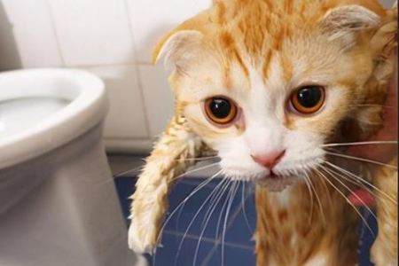 猫咪寿命有多长？如何延长猫咪寿命小妙招！