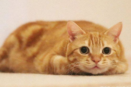 猫咪突然不见了预示着什么？主人该如何应对？