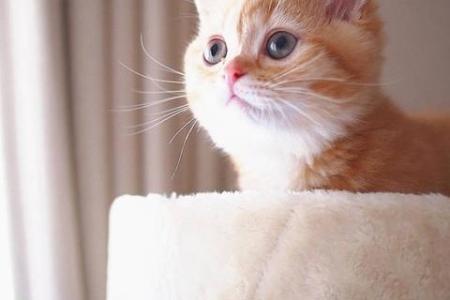 陌生猫咪主动蹭你代表什么？它想表达什么情感？