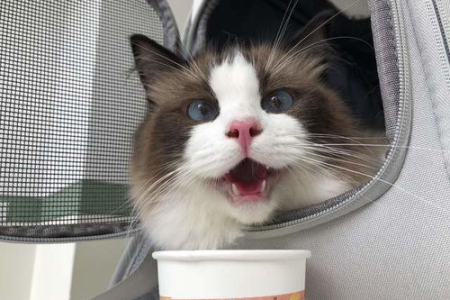 猫咪可以放后备箱多久？安全时长及注意事项详解