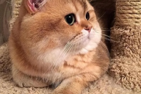 揭秘金渐层猫的隐藏缺点：你真的了解它吗？