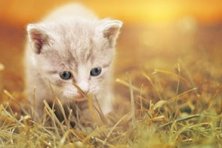 猫咪误食蟑螂，需要马上驱虫吗？看完这篇你就懂了