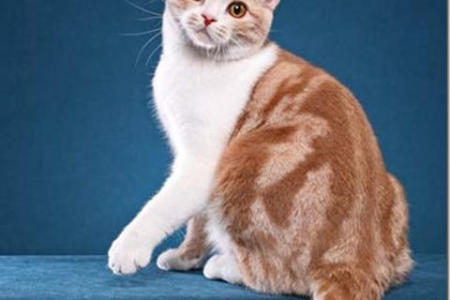深入了解虎斑猫：外貌特征、性格特点大揭秘