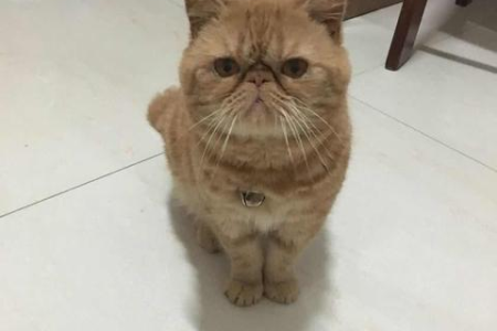 猫咪像液体一样蜷缩在盒子里，这究竟是怎么回事？