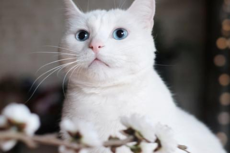 想知道猫咪品相好不好？几个小技巧帮你轻松鉴别