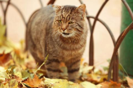你的猫咪8个月大了？它相当于人类多少岁？