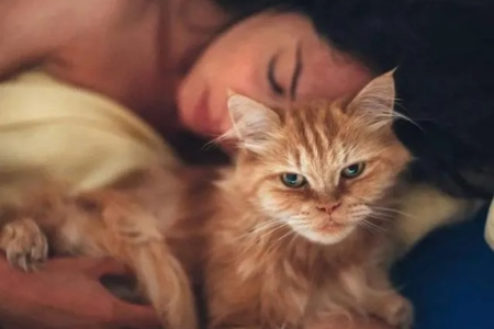 猫咪真的认识自己的主人吗？铲屎官必看！