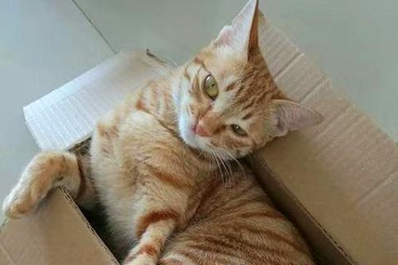 如何找到猫咪膀胱？摸猫膀胱的正确方法