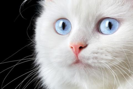 全身雪白布偶猫，它还是真正的布偶猫吗？
