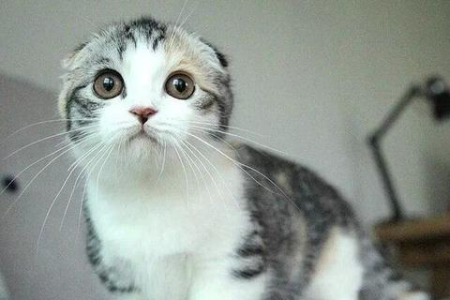 想养折耳猫？先了解它会得的病和护理难度！