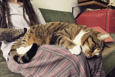 奶牛猫是土猫吗？详解奶牛猫的品种和起源