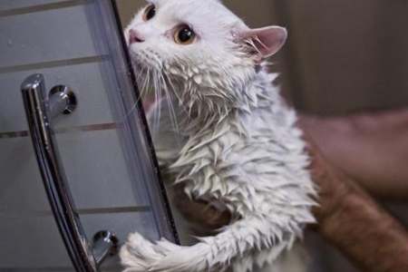 养猫的房间真的臭吗？铲屎官的真实体验告诉你