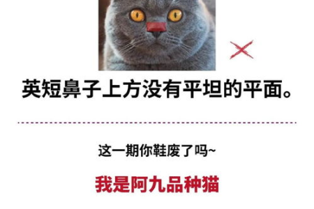 银渐层脚掌粉色，到底是不是血统不纯？
