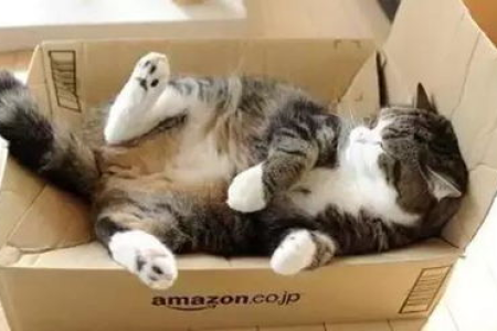 猫可以寄快递吗？快递寄猫的风险与安全问题详解