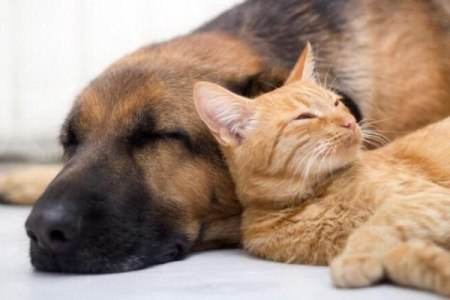 猫狗大战：狗狗输给猫咪的真正原因，你了解多少？