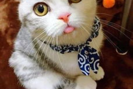 你知道猫的舌头作用是什么吗？猫咪舌头的妙用知多少？