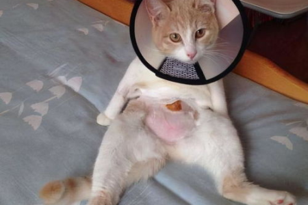 猫绝育后会记恨主人吗？了解猫咪心理及正确相处之道