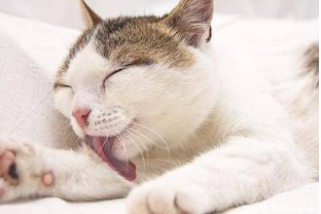 猫咪疯狂舔毛是为什么？告诉你猫咪舔毛的真相！