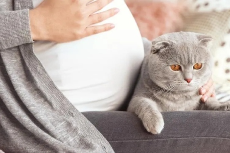 猫咪靠近孕妇是为什么？怀孕期间猫咪行为变化解读