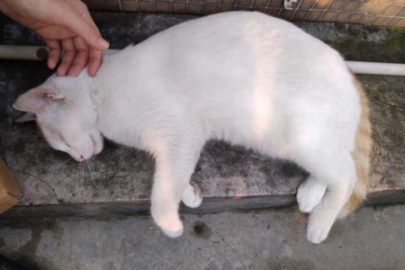 带猫坐公交车被拒？了解相关规定和解决方法