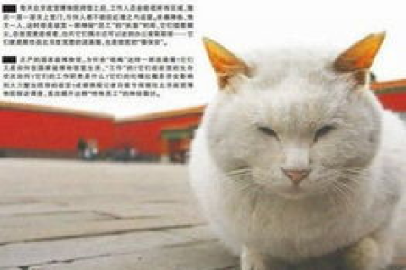 如何有效赶走烦人的流浪猫？避免猫猫入侵的实用技巧