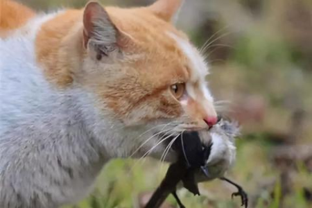 不伤害流浪猫，怎样才能把它彻底赶走？