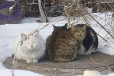 怎样才能把流浪猫赶走？教你几招轻松驱赶流浪猫
