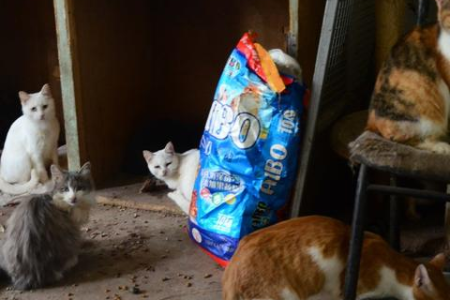 为什么猫咪喜欢挨着人睡？解读猫咪的依恋行为